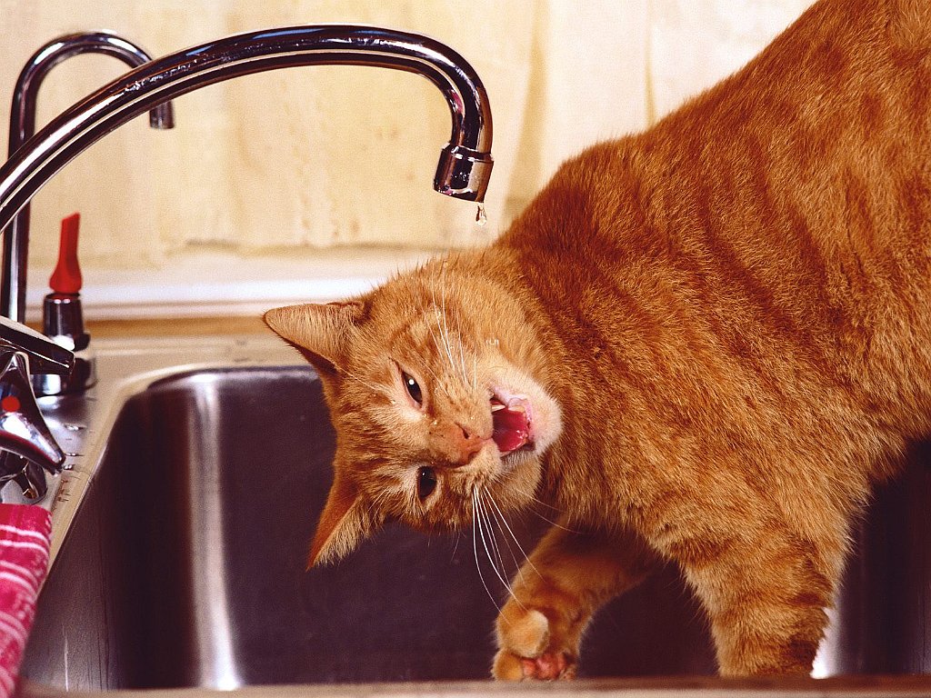 Freshest from the Tap, Polydactyl Red Tabby